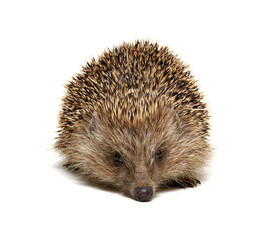 Hedgehog  isolated on white