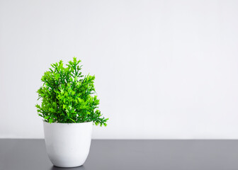 small green Plant in beautiful flowerpot with white background - Image