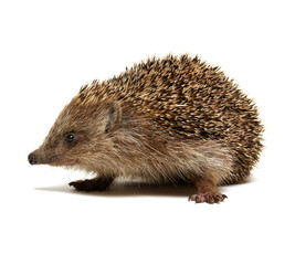 Hedgehog  isolated on white