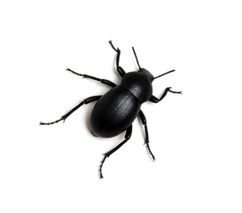 black beetle on white