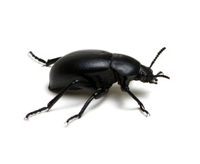 black beetle on white