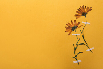 Wild pressed dried flowers on orange background, space for text