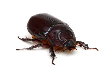 Beetle isolated on white