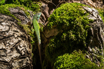 Obraz premium European green lizard (Lacerta viridis) sunning in its natural habitat on rocks and moss
