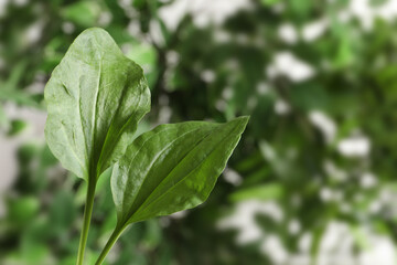 Fototapeta na wymiar Green broadleaf plantain leaves outdoors, space for text. Medicinal herb