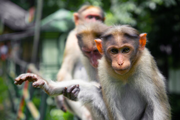 Animal photography monkey sitting macro photography on a green background, Animal photography, Wildlife photography