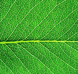 Naklejka na ściany i meble Green leaf texture macro closeup.