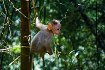 Naklejka premium Baby monkey sitting in the bamboo forest, Animal photography, Wildlife photography