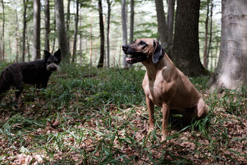 Purebred Rhodesian Ridgeback Lion Hunting Dog sitting in forest