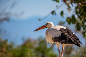 Close up side view of a stork near lake Kerkini, Northern Greece
