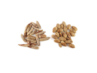 Kalmi and Sukkari Date Seeds For Plantations