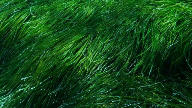 Close-up. Dense thickets of green marine grass Posidonia. Top view on green seagrass Mediterranean Tapeweed or Neptune Grass (Posidonia). Mediterranean Sea, Cyprus