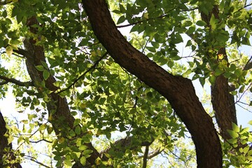 tree in the park