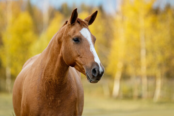 Portrait of Don breed horse in autumn. Russian golden horse.