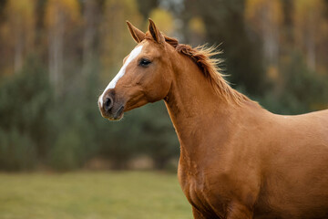 Portrait of Don breed horse in autumn. Russian golden horse.