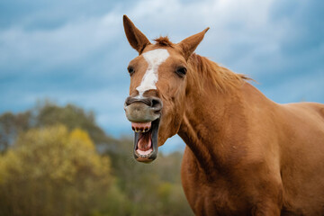 Fototapeta premium Funny Don breed horse yawning in autumn. Russian golden horse.