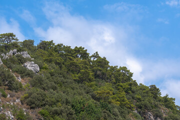 Fototapeta na wymiar pine forest on rocky mountain slope, taurus mountains, olympos, antalya, turkey,