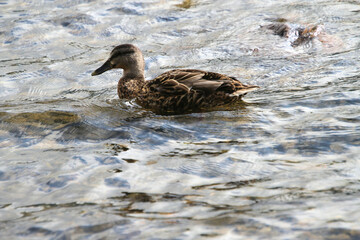 A Mallard Duck on Lake Ullswater