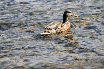 A Mallard Duck on Lake Ullswater