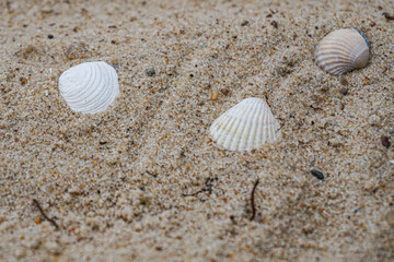 shells on the sand