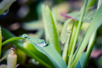 Water droplets on a grass macro closeup