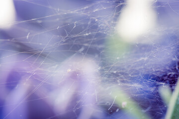 Cobweb with purple flowers background