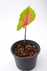 caladium,elephant ear, colocasia esculenta, bon tree and pink leaves heart shape on pot isolated on white background