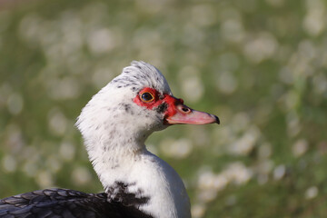 Moschusente Portrait
