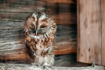 an owl sits in a cage in an animal park