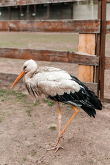 a stork walks along the fence