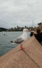 sydney harbour seagull