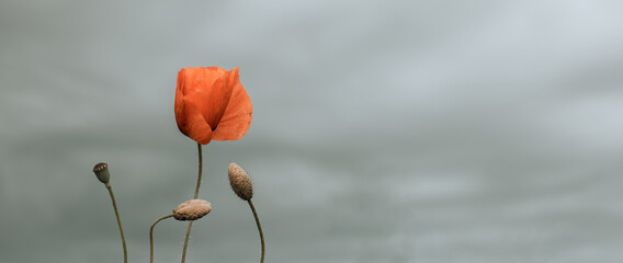 Beautiful nature background with red poppy flowers poppy on grey background. Horizontal banner