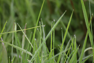 Wassertropfen auf Grashalmen