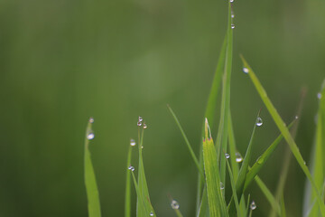 Wassertropfen auf Grashalmen