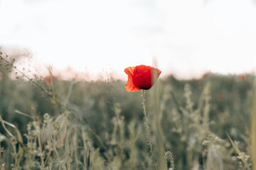 Obraz premium Red poppies in the field in the sunset with selective focus. Glade of red poppies. Hello spring.