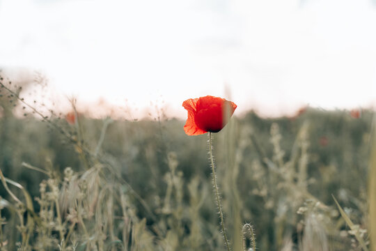Red poppies in the field in the sunset with selective focus. Glade of red poppies. Hello spring.