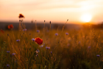 Beautiful nature background with red poppy flower poppy in the sunset in the field. Remembrance day, Veterans day