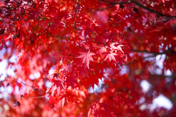 koyo-MOMIJI