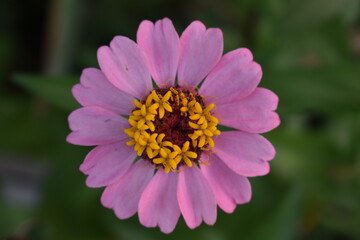 Obraz premium flower pink petals