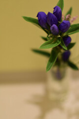 flowers on a green background