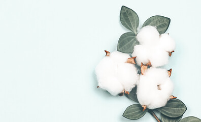 natural creative pastel concept. Cotone flowers on a gentle blue background