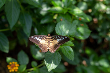 Parthenos sylvia butterfly sitting on green leaves with open wings, top view