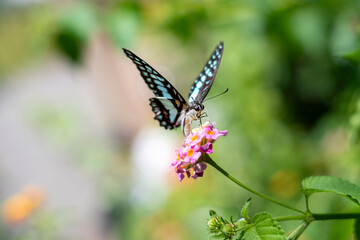 Graphium doson or common jay blue butterfly sitting on a flower