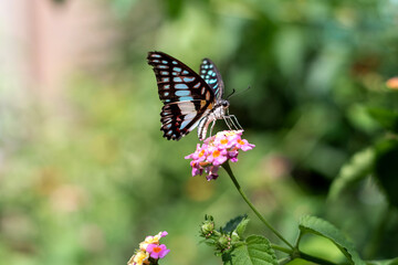 Fototapeta na wymiar Graphium doson or common jay blue butterfly sitting on a flower