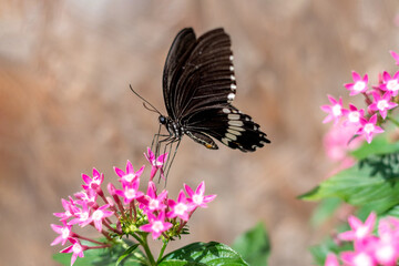 Papilio polytes or the common Mormon black butterfly on a flower