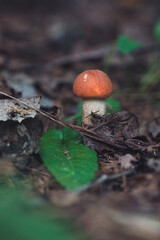 mushroom in the forest