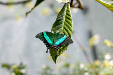 Papilio palinurus large green butterfly sitting on green leaf oudoors