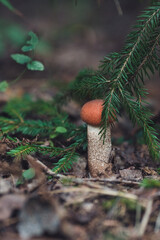mushroom in the forest