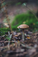 mushroom in the forest
