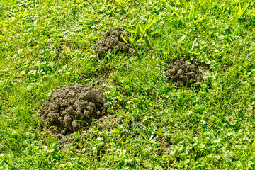 Maulwurf-Hügel auf einer grünen Wiese